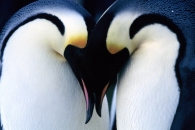 La homosexualidad en el reino animal